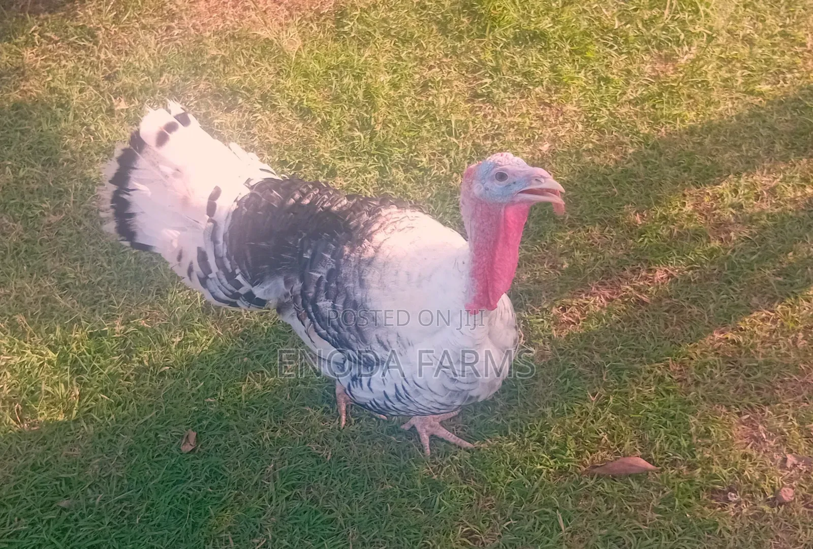 Hybrid Male Turkeys for Sale