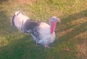 Hybrid Male Turkeys for Sale