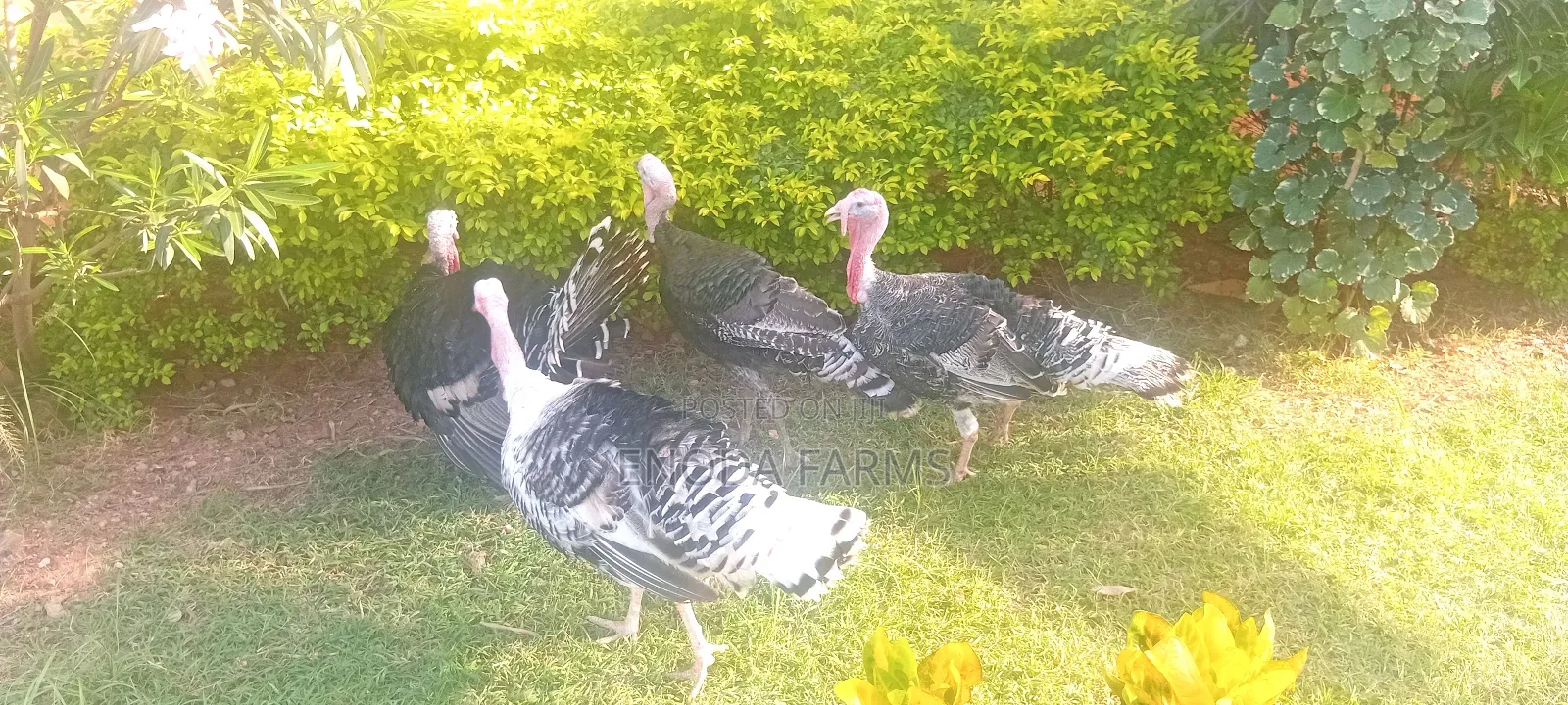 Hybrid Male Turkeys for Sale