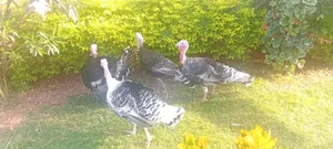 Hybrid Male Turkeys for Sale