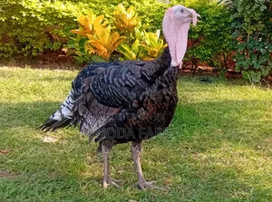 Hybrid Male Turkeys for Sale