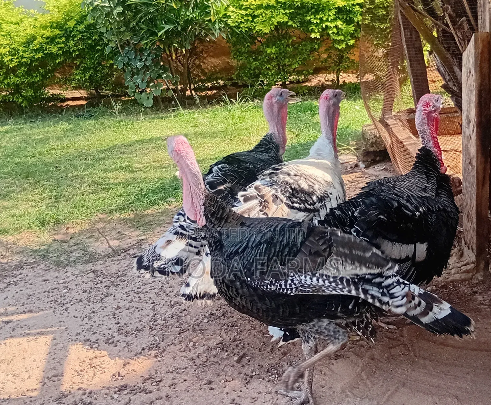 Hybrid Male Turkeys for Sale