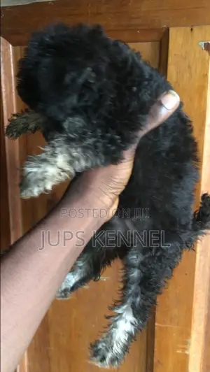 1-3 months Male Purebred Poodle