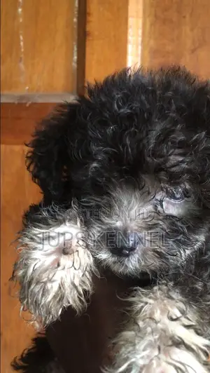 1-3 months Male Purebred Poodle