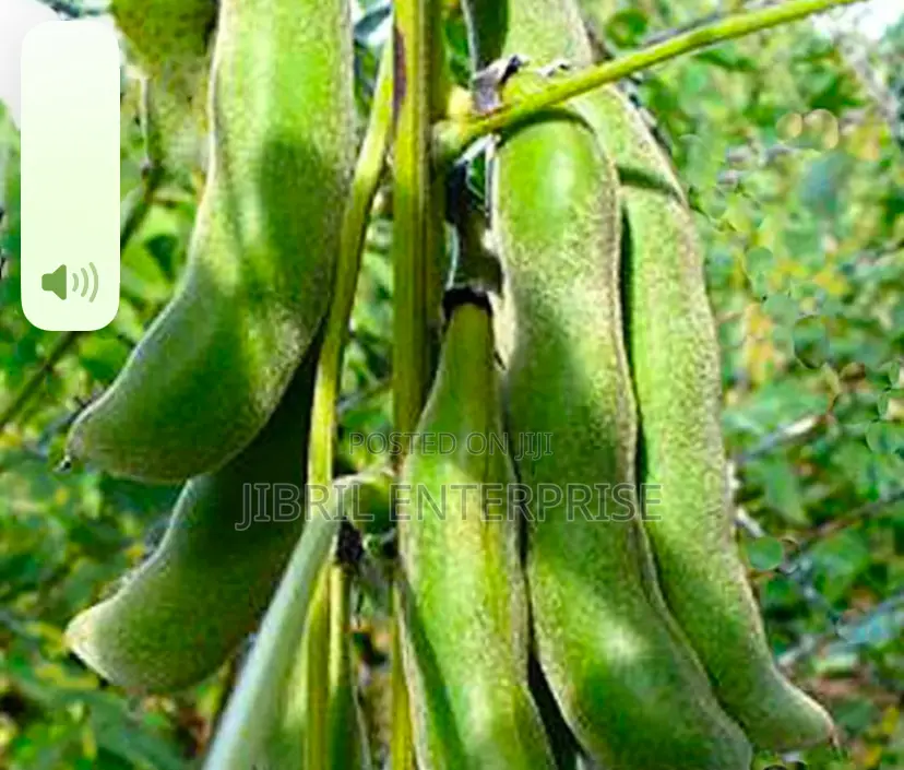 White Mucuna Pruriens, White Velvet Beans