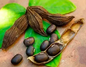 Brownish-Black Mucuna Pruriens, Velvet Beans