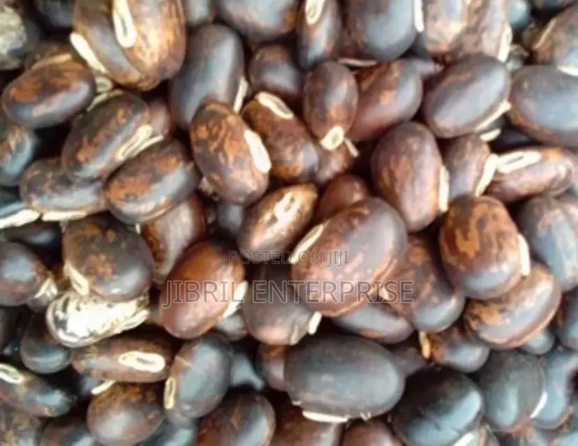 Brownish-Black Mucuna Pruriens, Velvet Beans