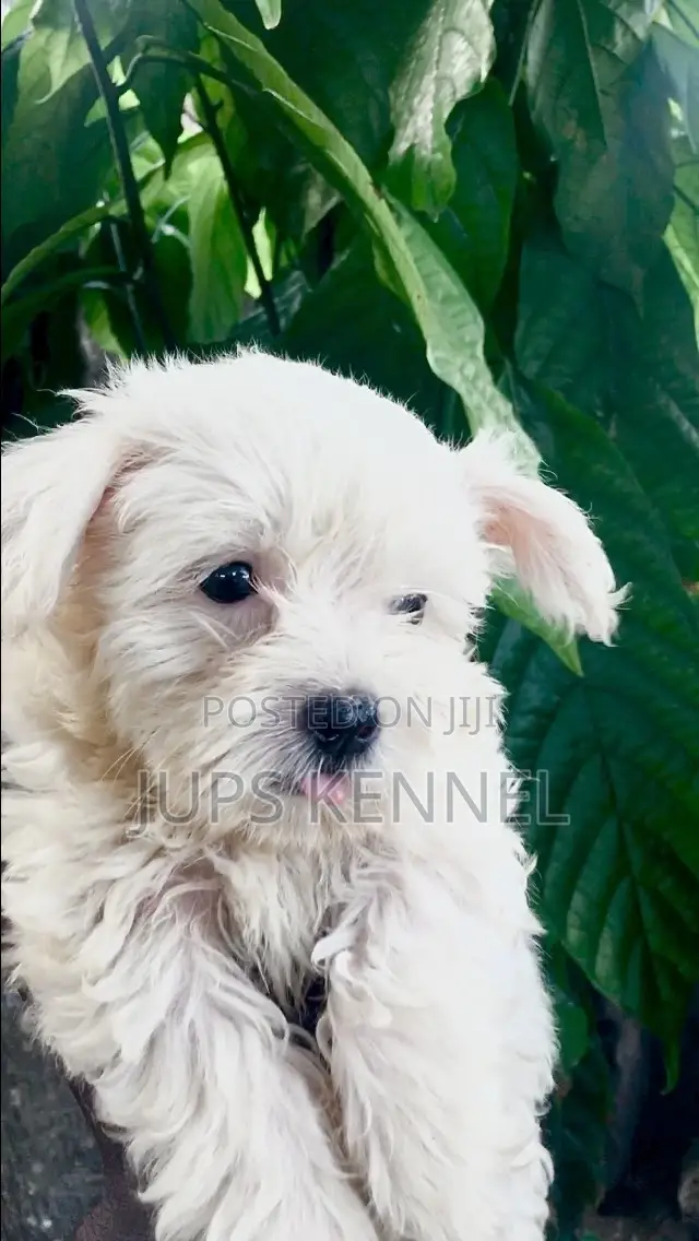 1-3 months Male Purebred Poodle