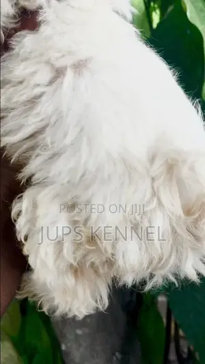 1-3 months Male Purebred Poodle