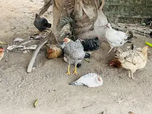 Local Chickens