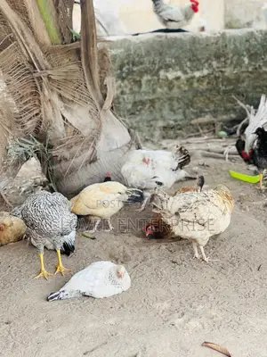 Local Chickens