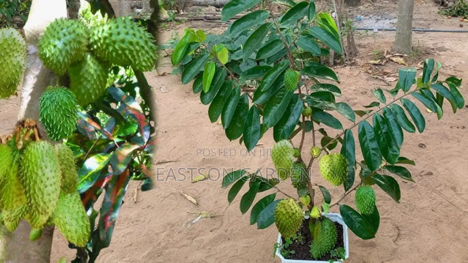 Exotic Soursop Seedlings