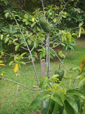 Exotic Soursop Seedlings