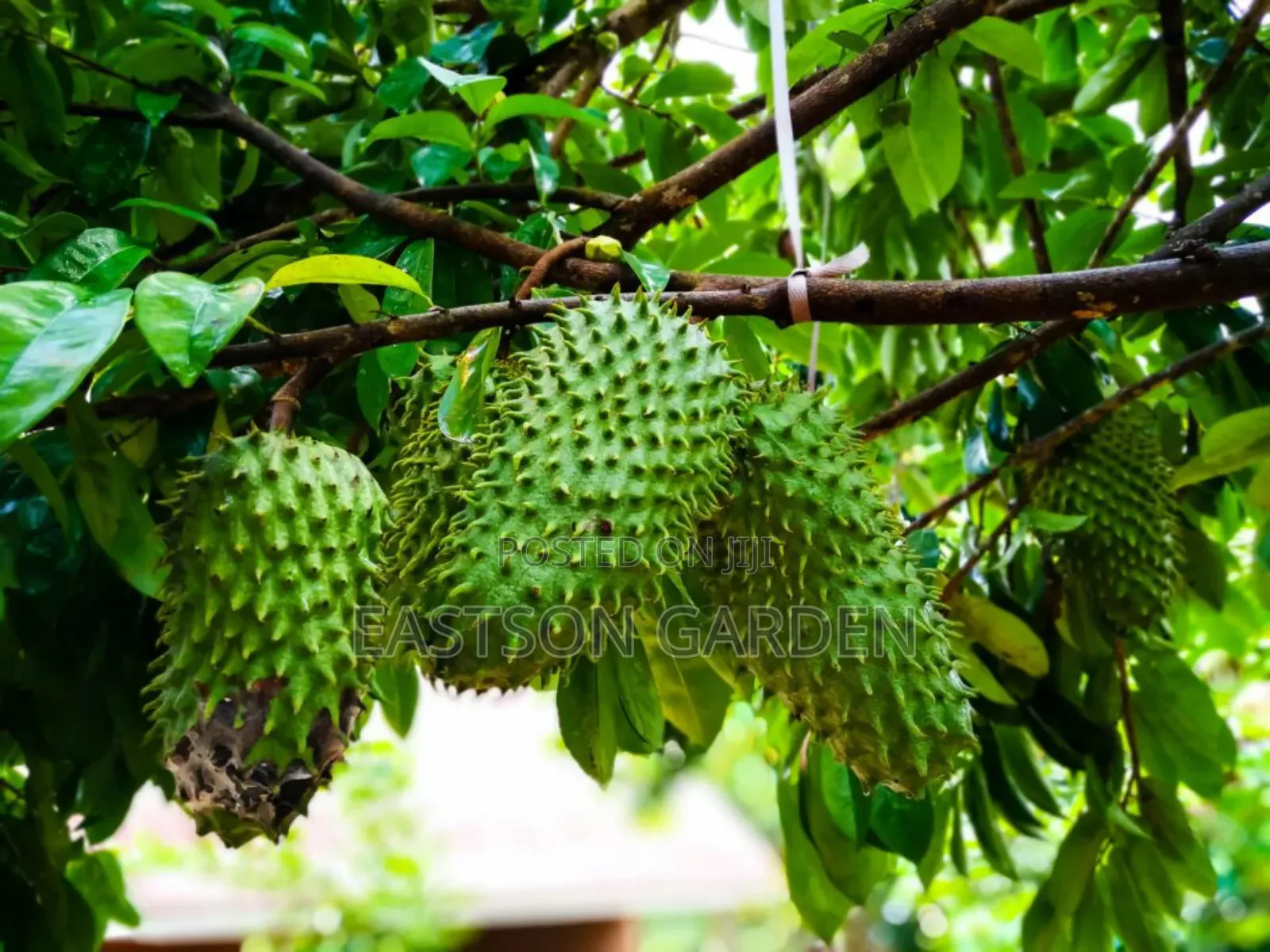 Exotic Soursop Seedlings
