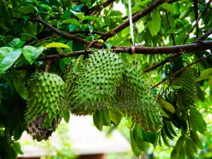 Exotic Soursop Seedlings