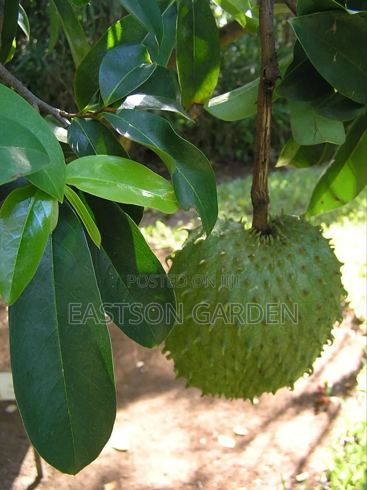 Exotic Soursop Seedlings