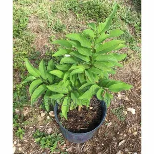 Exotic Sweet Apple (Sugar Apple) Seedlings