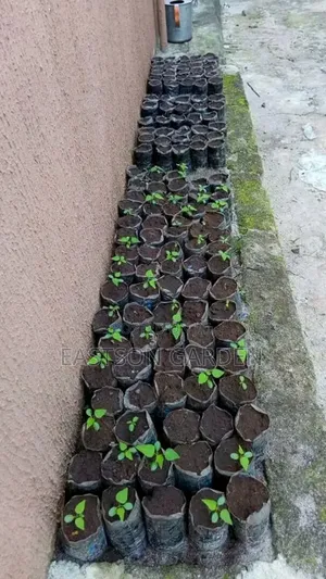 Dwarf Pawpaw Seedlings