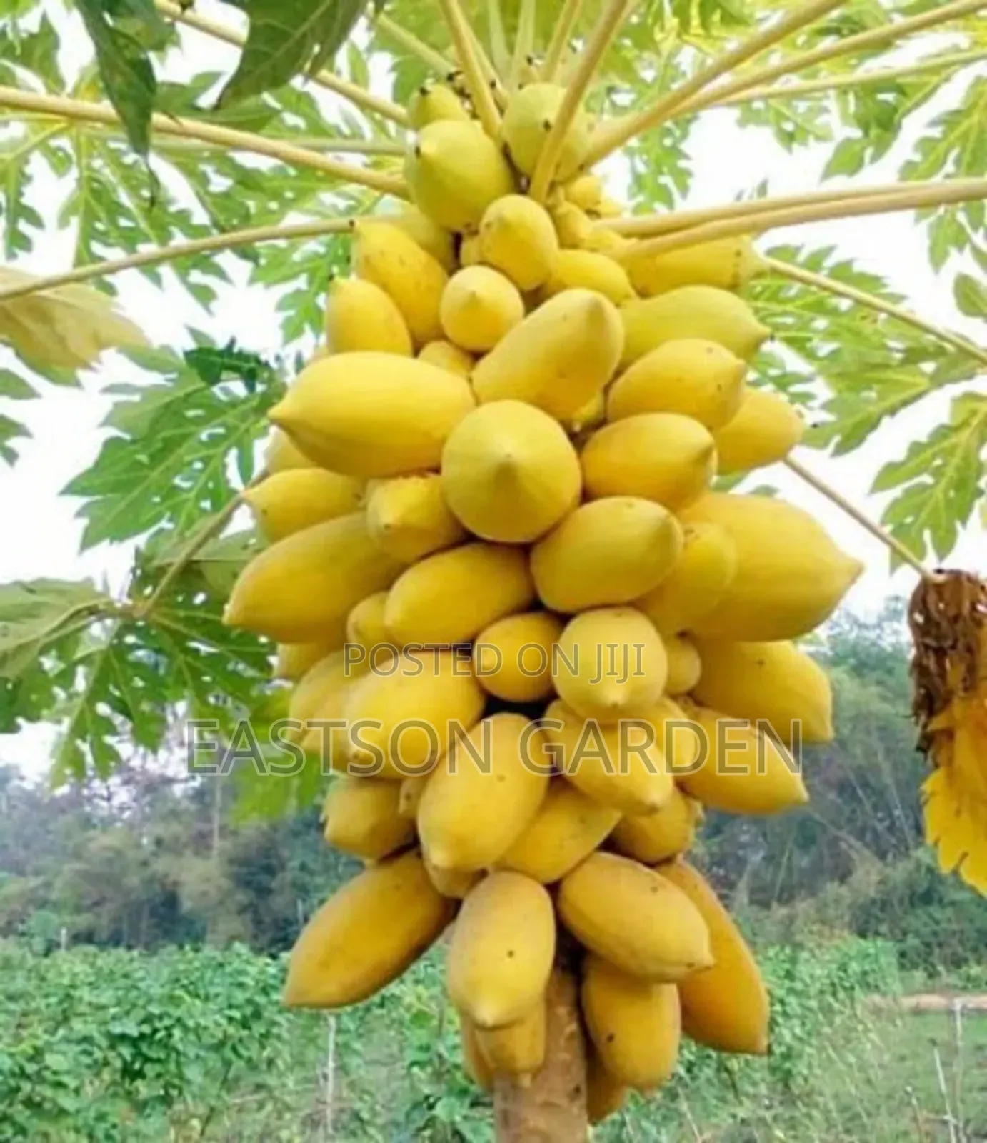 Yellow Exotic Pawpaw Seedlings