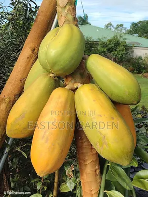 Yellow Exotic Pawpaw Seedlings
