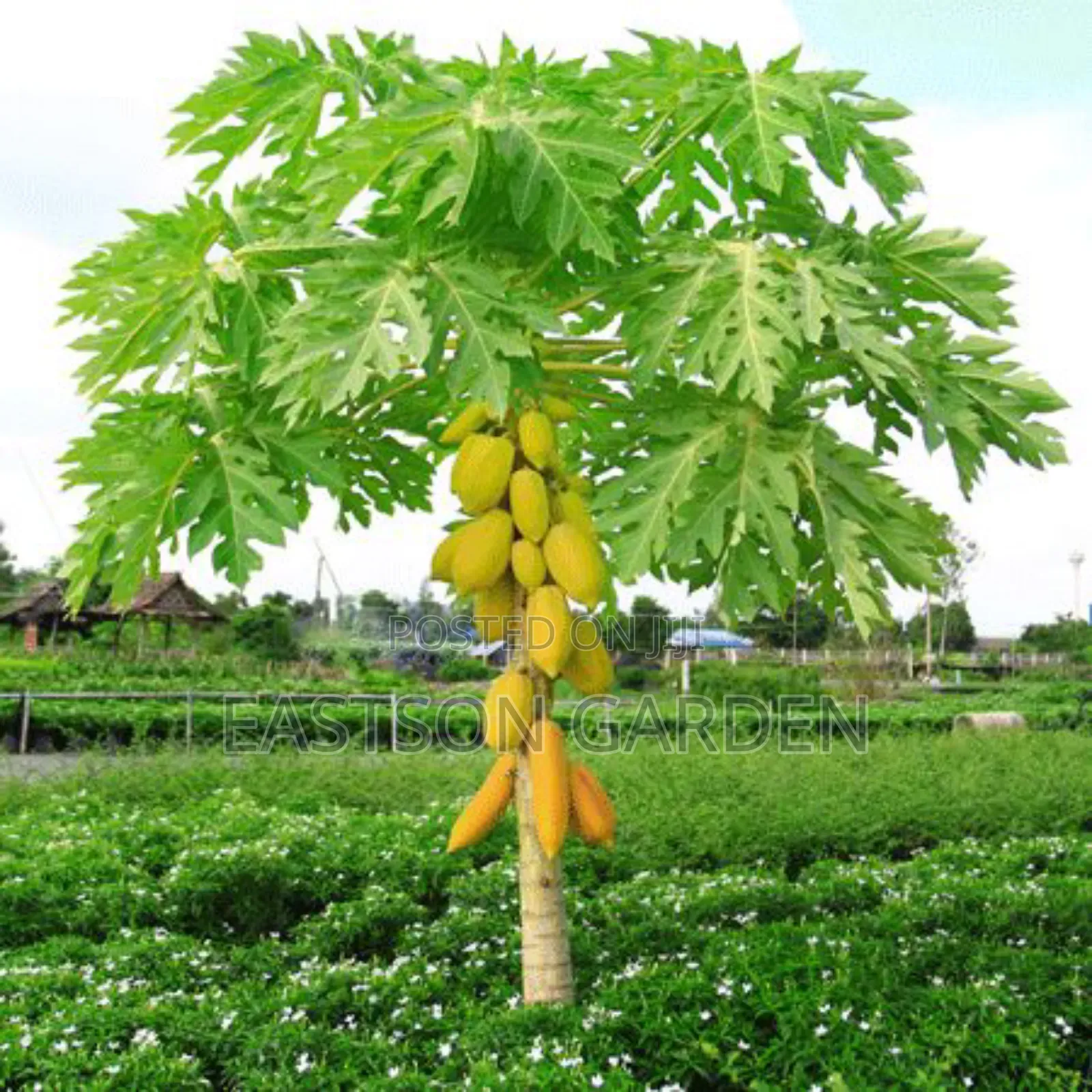 Yellow Exotic Pawpaw Seedlings