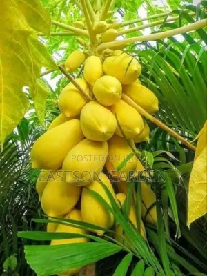 Yellow Exotic Pawpaw Seedlings