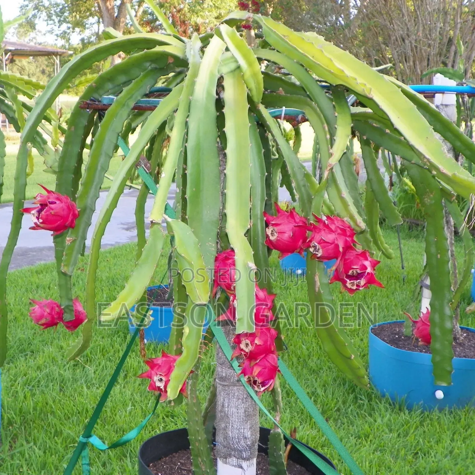 Exotic Dragon Fruits Seedlings