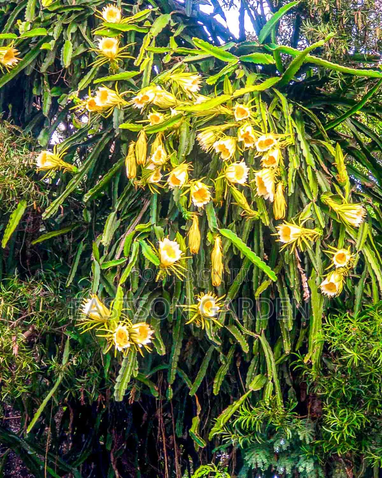 Exotic Dragon Fruits Seedlings