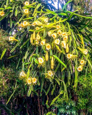 Exotic Dragon Fruits Seedlings