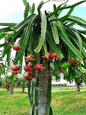 Exotic Dragon Fruits Seedlings