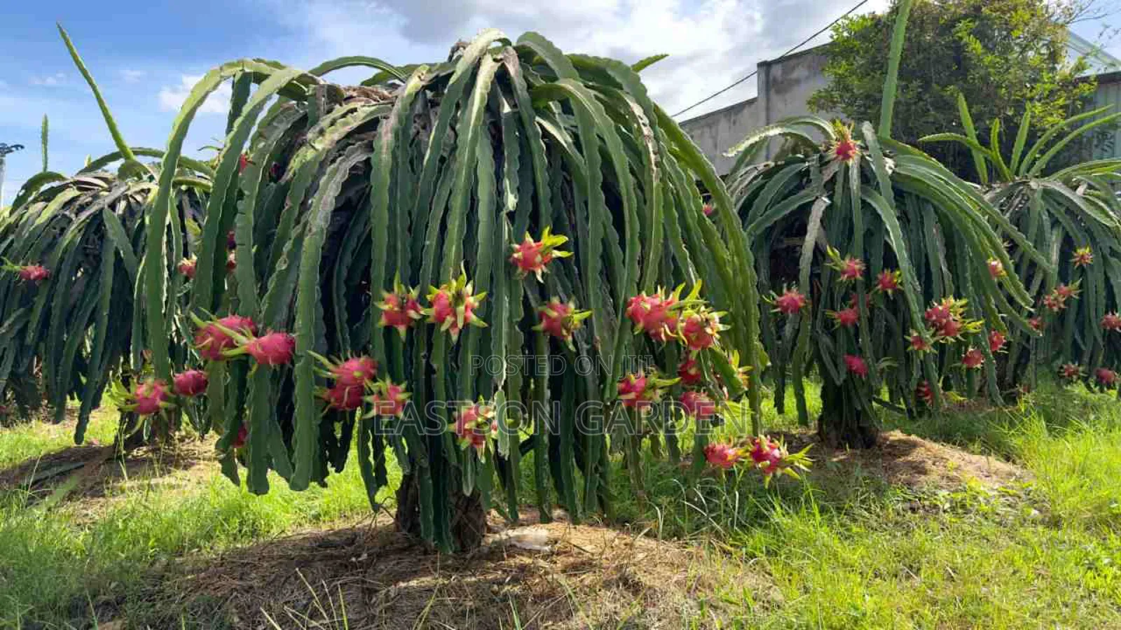 Exotic Dragon Fruits Seedlings