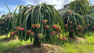 Exotic Dragon Fruits Seedlings