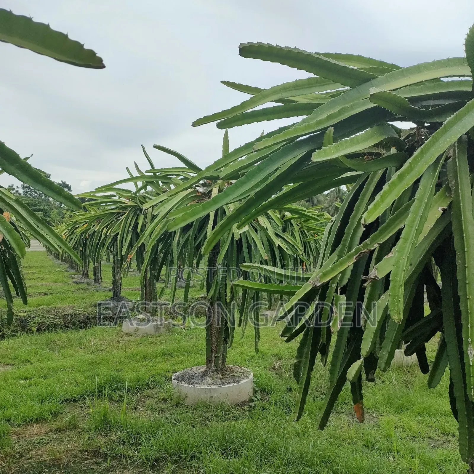 Exotic Dragon Fruits Seedlings
