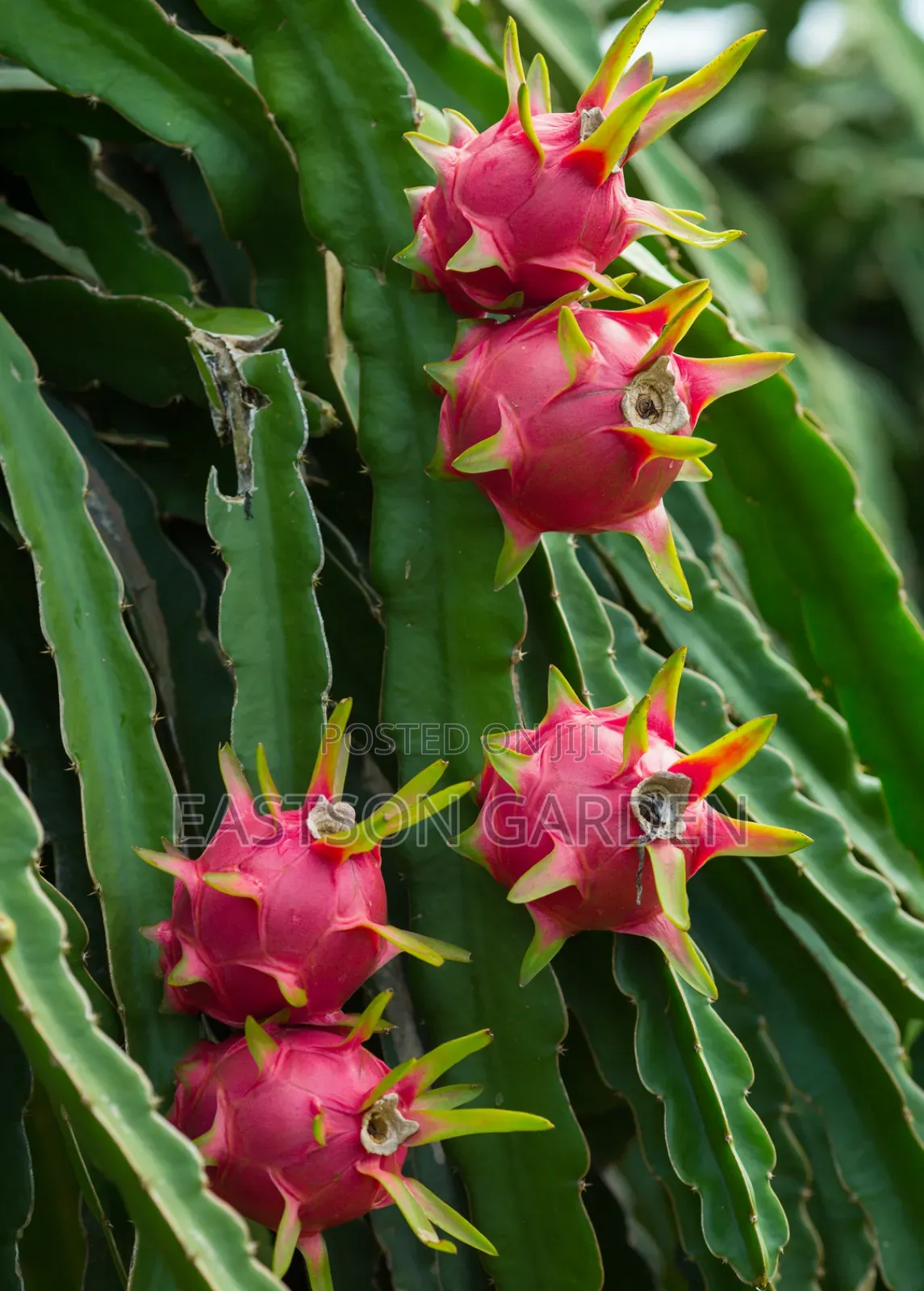 Exotic Dragon Fruits Seedlings