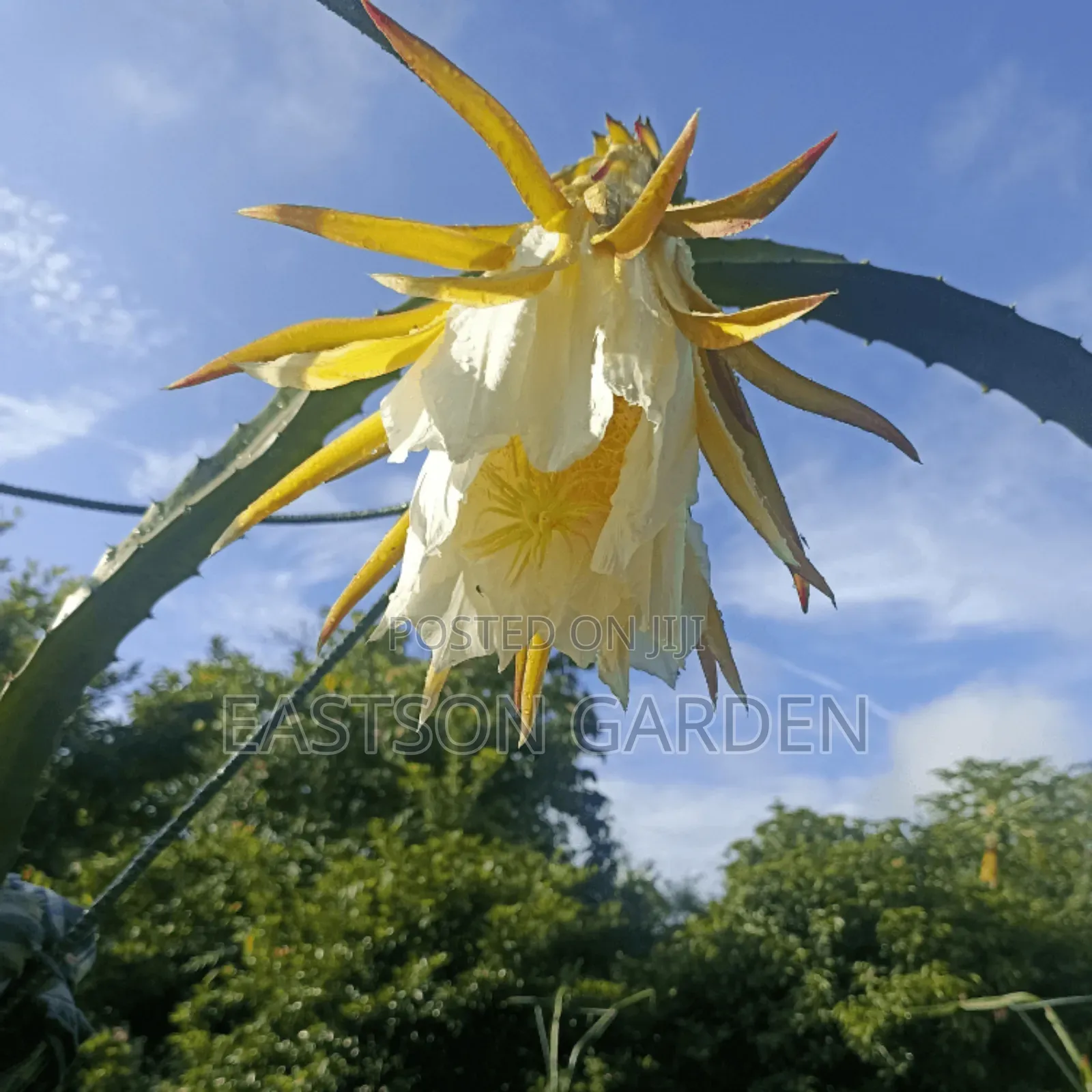 Exotic Dragon Fruits Seedlings
