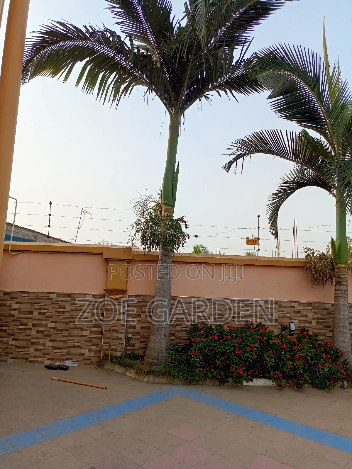Royal Palm