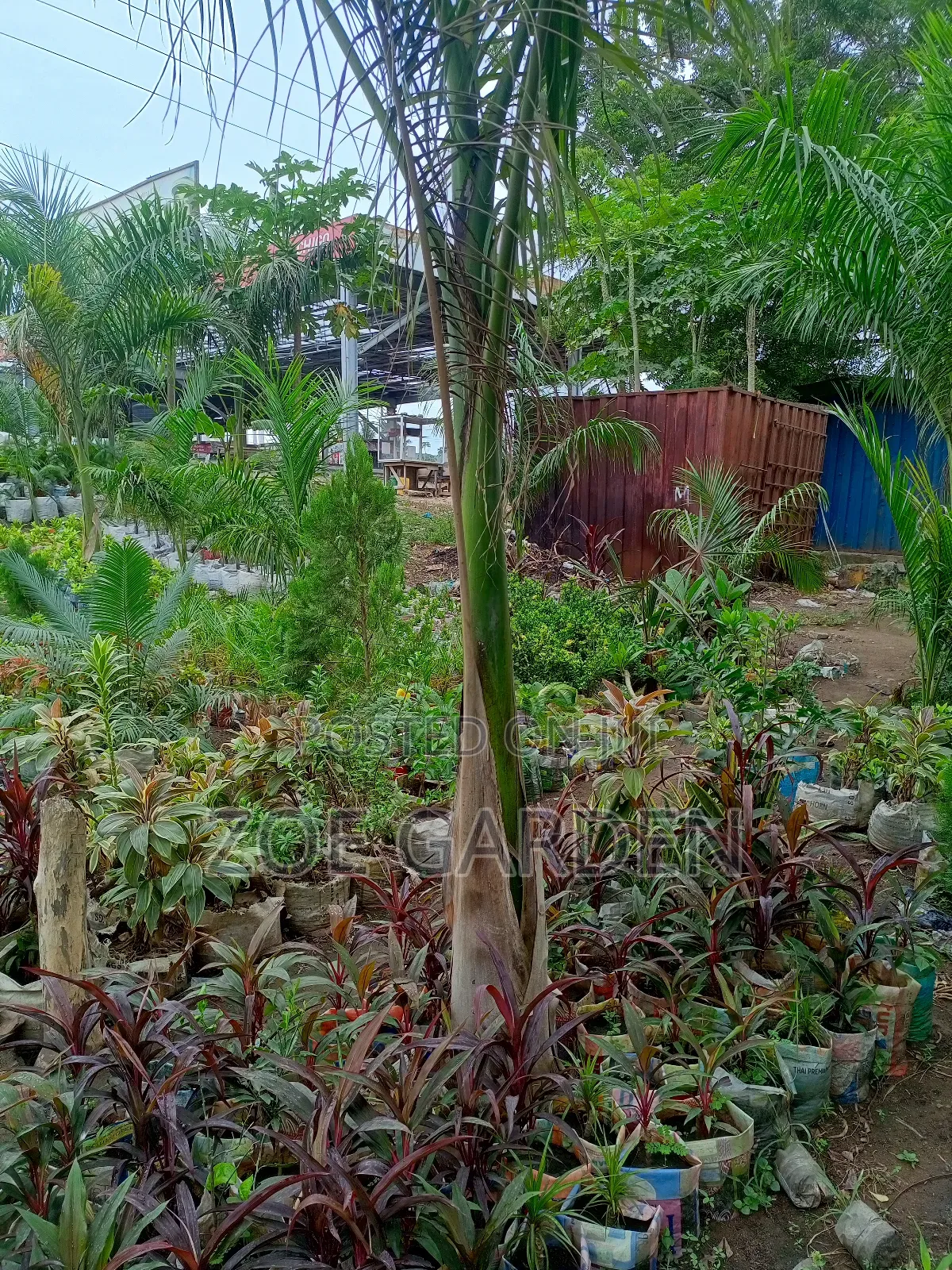 Royal Palm