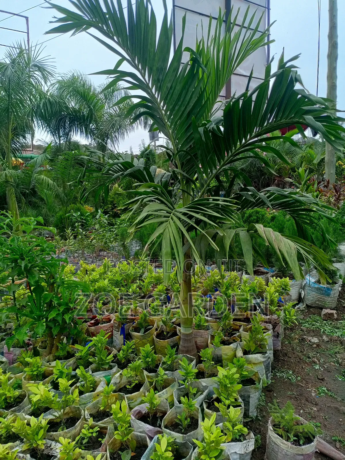 Royal Palm