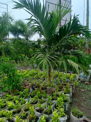 Royal Palm