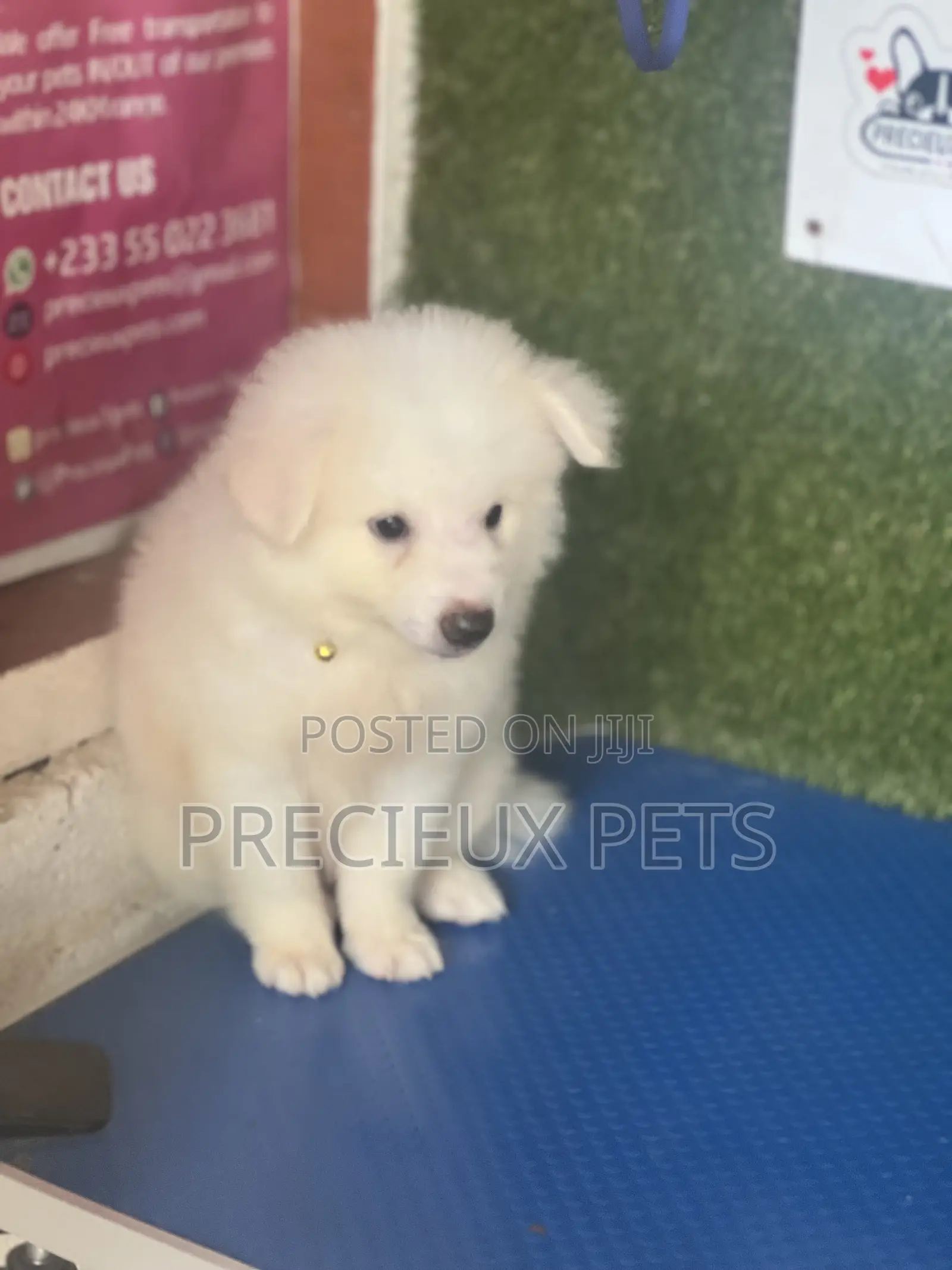 1-3 months Male Purebred American Eskimo