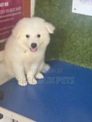 1-3 months Male Purebred American Eskimo