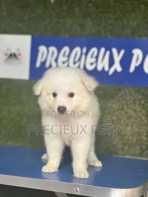 1-3 months Male Purebred American Eskimo