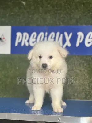 1-3 months Male Purebred American Eskimo