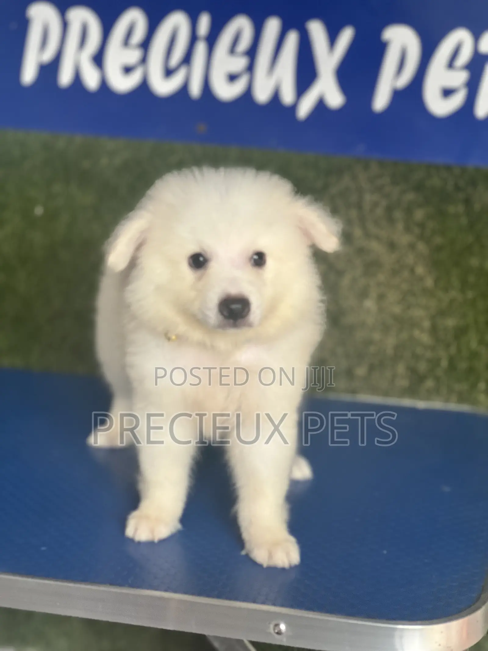 1-3 months Male Purebred American Eskimo