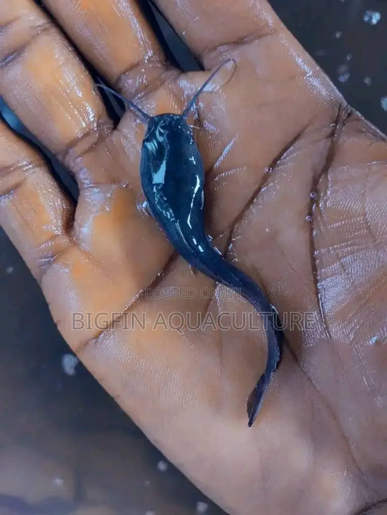 Healthy Catfish Fingerlings and Juveniles