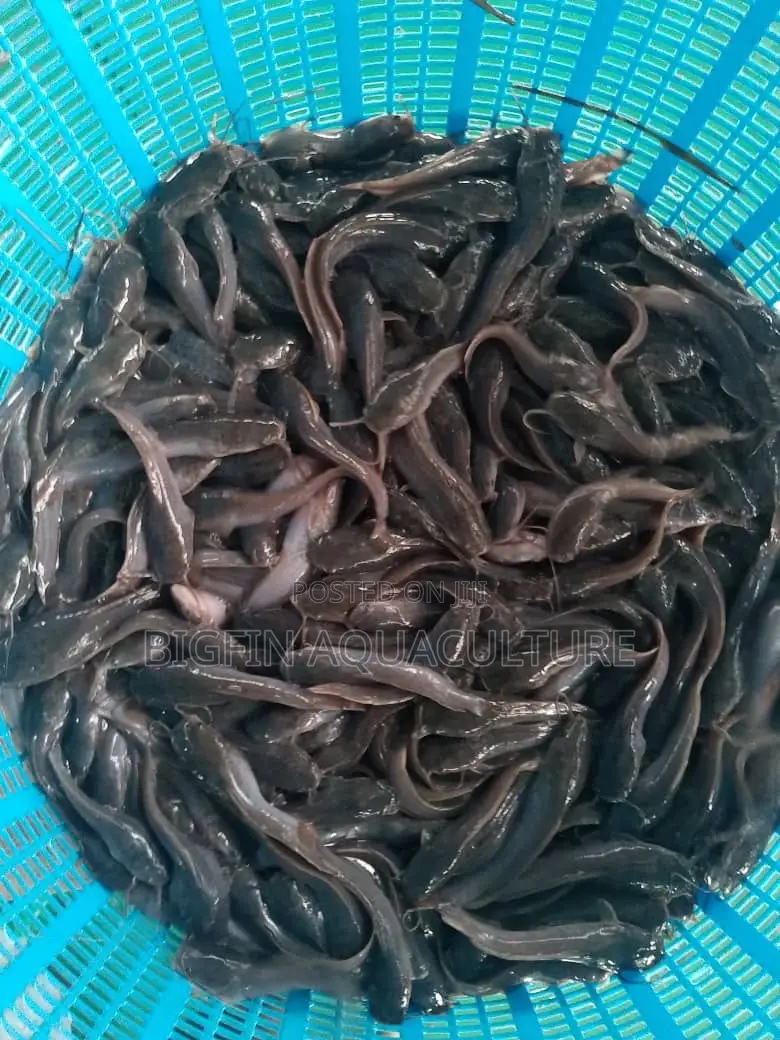 Healthy Catfish Fingerlings and Juveniles