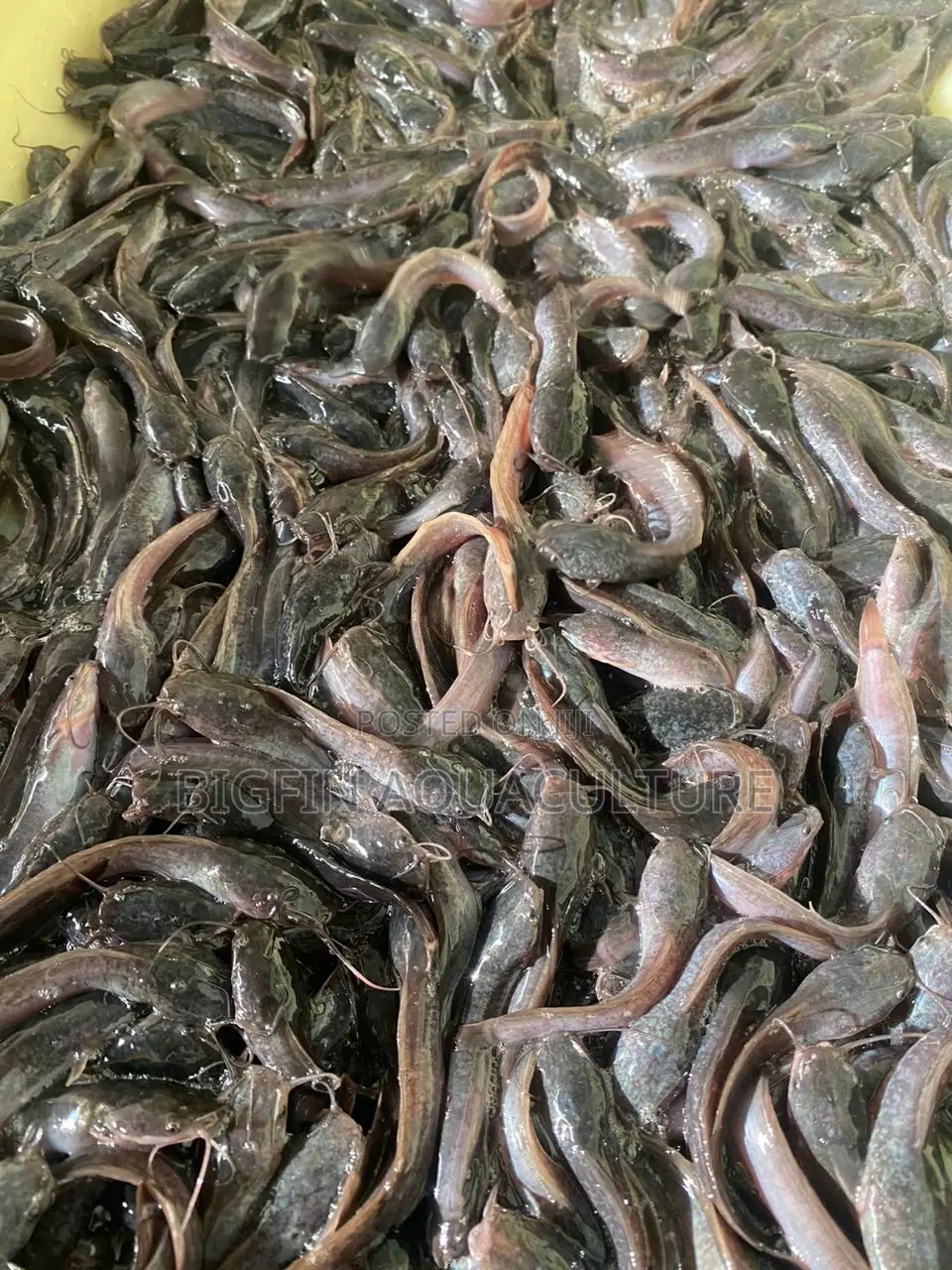 Healthy Catfish Fingerlings and Juveniles