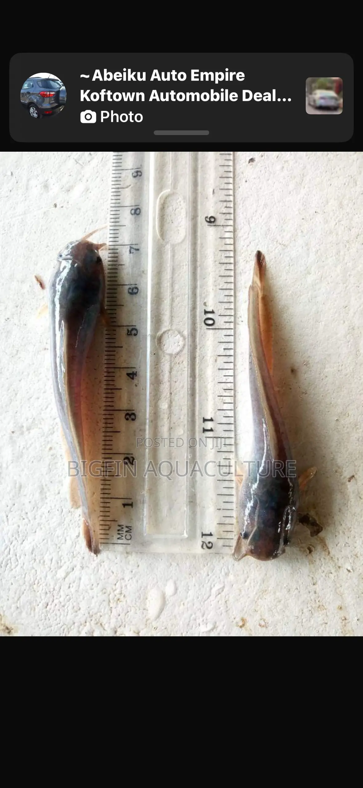 Healthy Catfish Fingerlings and Juveniles