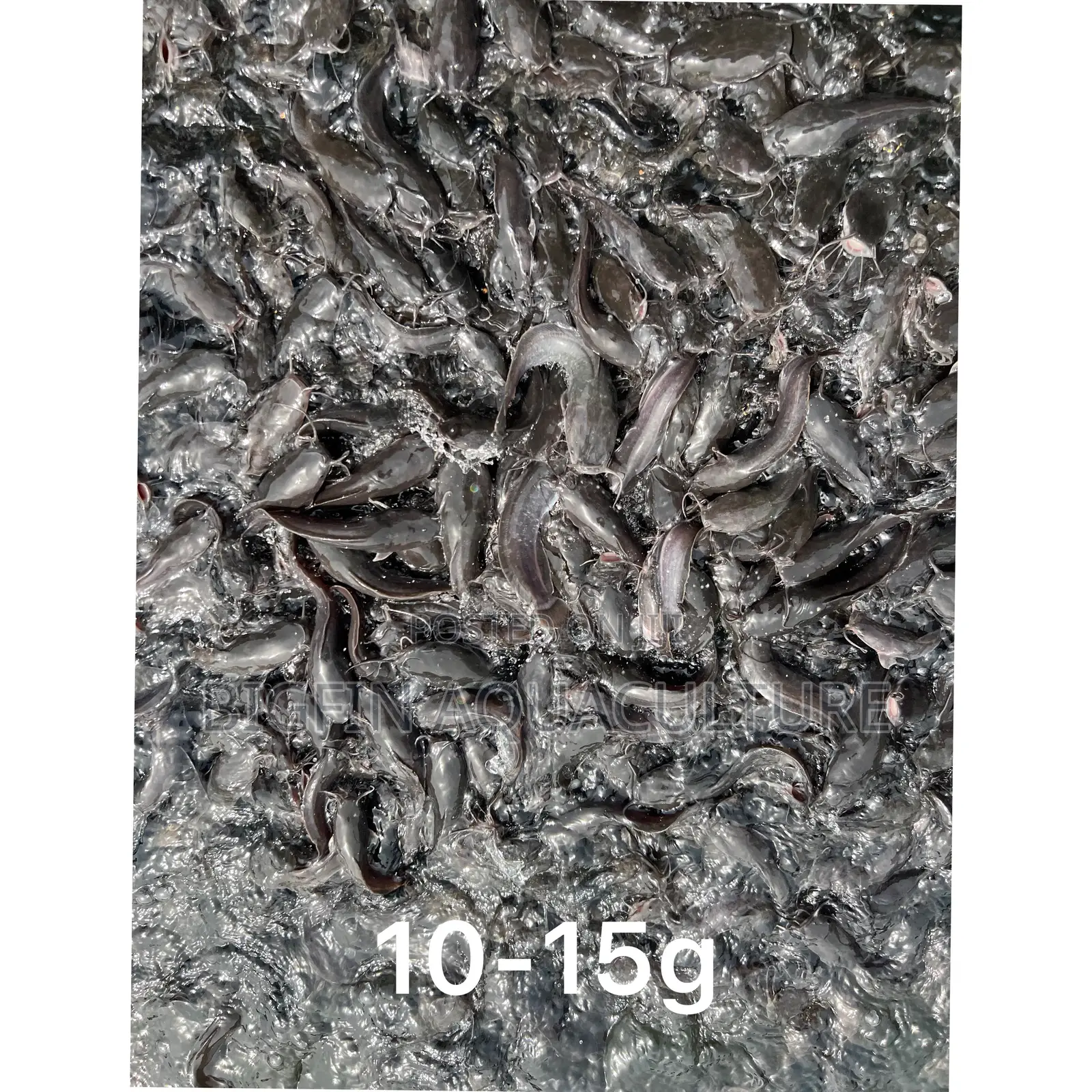 Healthy Catfish Fingerlings and Juveniles