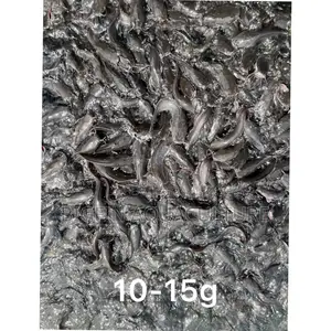 Healthy Catfish Fingerlings and Juveniles